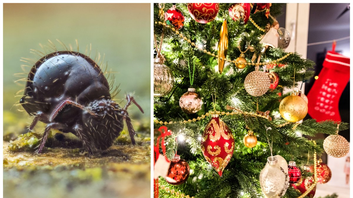 En hel del insekter kan följa med in tillsammans med julgranen.